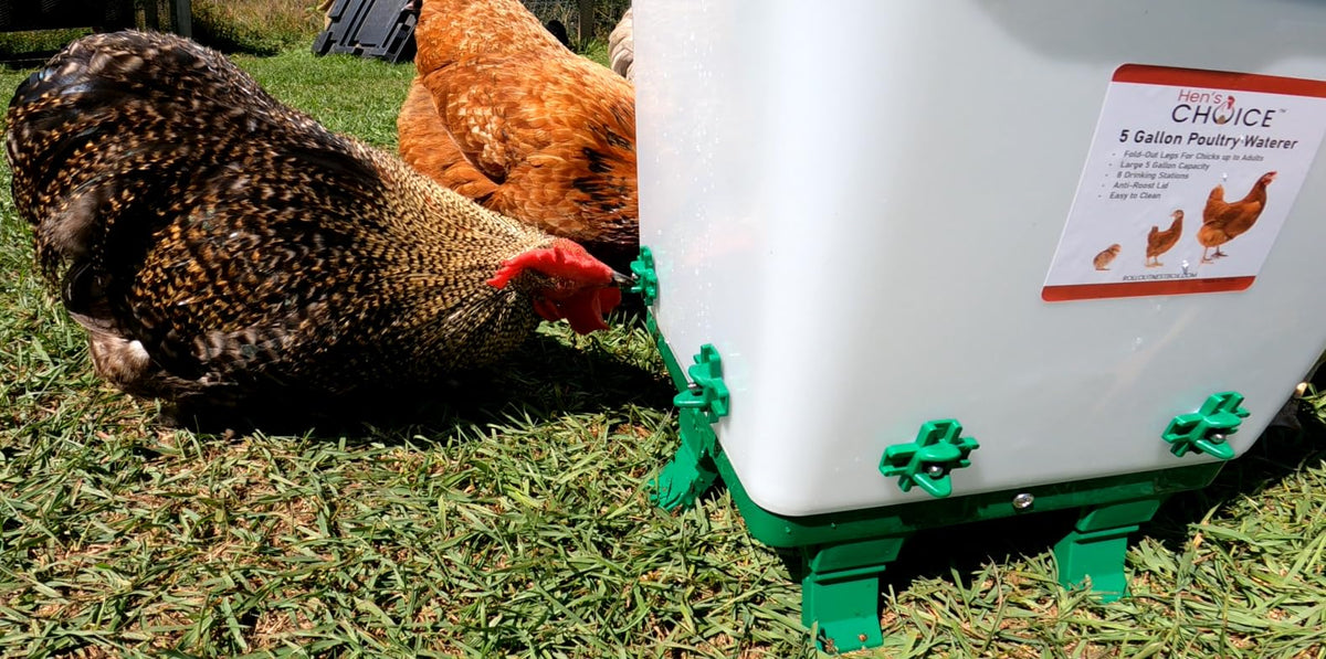5 Gallon Chicken Waterer with 8 Nipples V681