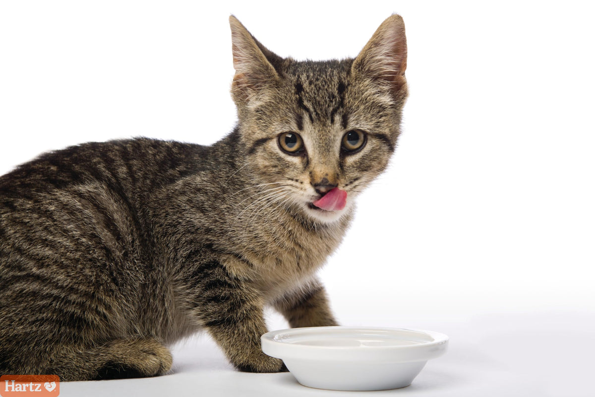 Salmon Flavored Hairball Remedy Paste for Cats and Kittens, 2.5 Ounce (Pack of 2) Z935515